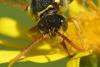 Nomada sp.
